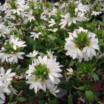 Scaevola aemula 'Scala White'