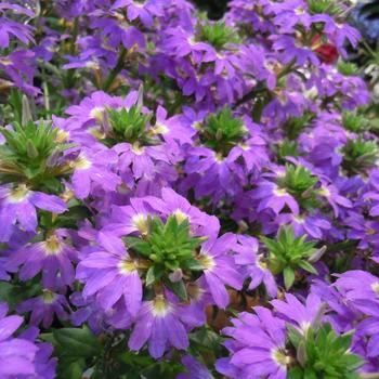 Scaevola aemula 'Scala Blue Jay'