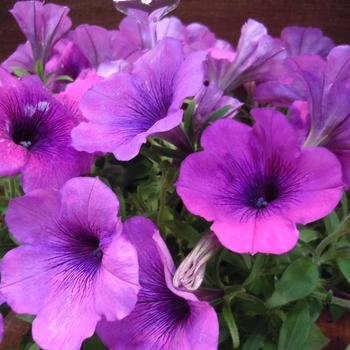 Petunia 'Potunia Plus Blue Vein' 