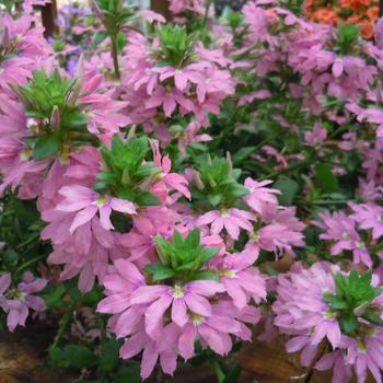 Scaevola aemula 'Scala Pink Bird'