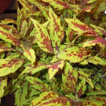 Coleus 'Down Town Greenville' 