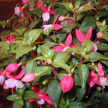 Fuchsia 'Ballerina Piquet' 