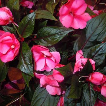 Impatiens 'Magnum Rose Star' 