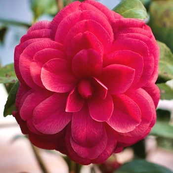 Camellia japonica 'Mathotiana' 