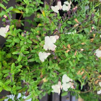 Salvia microphylla x greggii 'EGGBEN003' PP24155