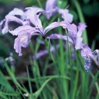 Iris douglasiana