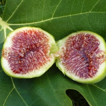 Ficus carica 'Desert King' 