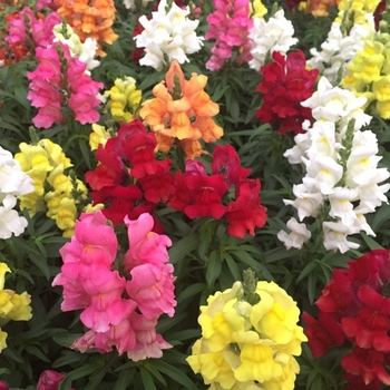 Antirrhinum majus 'Sonnet Mix' 