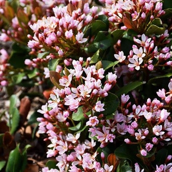 Rhaphiolepis 'Montic' 