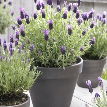 Lavandula dentata 'Variegata' 