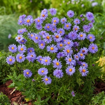 Symphyotrichum (Aster) dumosum