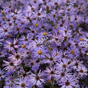 Aster macrophyllus 'Twilight' 