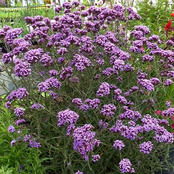 Verbena bonariensis 'Lollipop' 