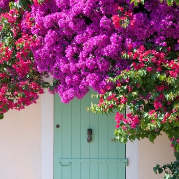 Bougainvillea 'Pink' Kasumi PP22113