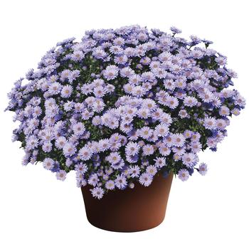 Aster novi-belgii 'Days™ Blue' 