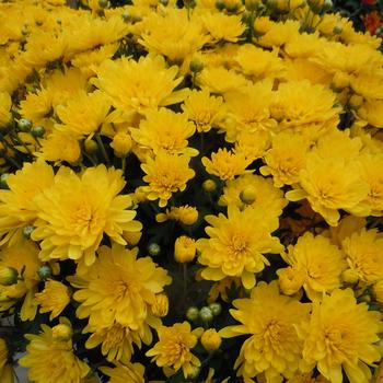 Chrysanthemum x morifolium