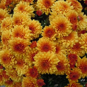 Chrysanthemum x morifolium