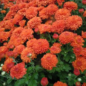 Chrysanthemum x morifolium