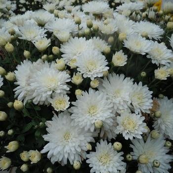 Chrysanthemum x morifolium