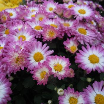 Chrysanthemum x morifolium