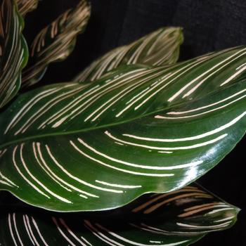 Calathea ornata