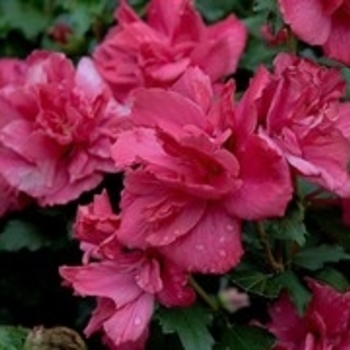 Hibiscus syriacus 'Lucy' 