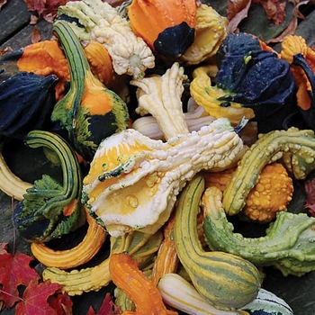 Cucurbita 'Autumn Wings' 