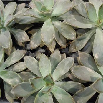 Graptopetalum parguyense