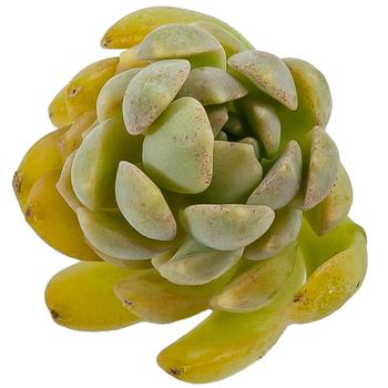 Graptopetalum glassii