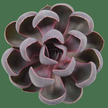 Echeveria 'Spoon Pearl' 