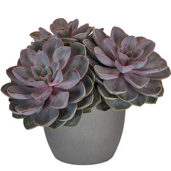 Echeveria 'Perle von Nurnberg' 