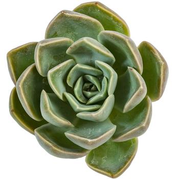 Echeveria elegans 