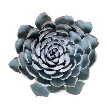 Echeveria lilacina