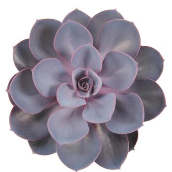 Echeveria 'Indigo Pearl' 