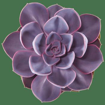 Echeveria 'Purple Pearl' 
