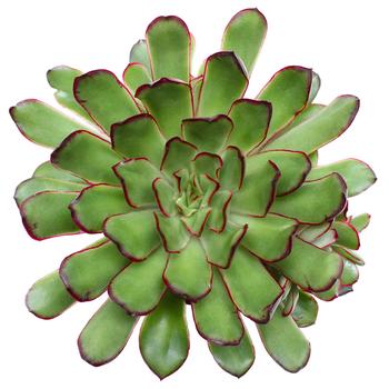 Echeveria 'Magma Pearl' 