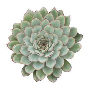 Echeveria pulidonis 