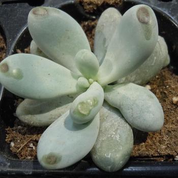 Pachyphytum oviferum