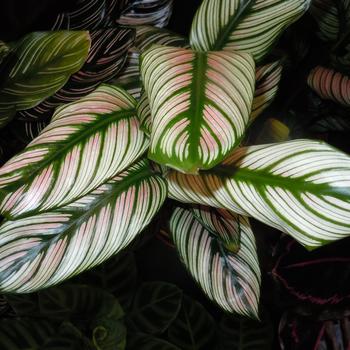 Calathea majestica 'White Star'