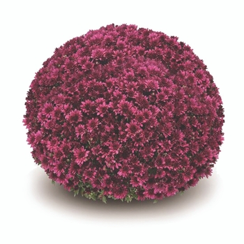 Chrysanthemum x morifolium 'Arluno Purple' 