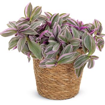 Tradescantia 'Feeling Flirty™' 