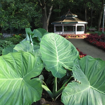 Alocasia macrorrhiza 'Borneo Giant' 