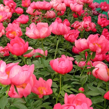 Paeonia lactiflora 'Flame' 