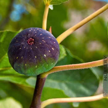 Ficus carica 'Celeste' 