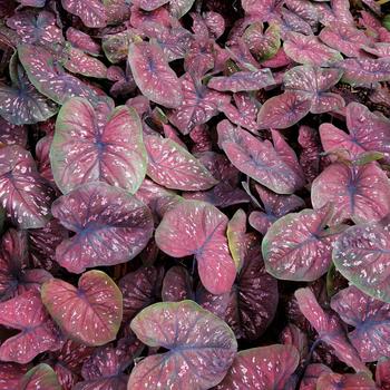 Caladium hortulanum 'Rain or Shine' 