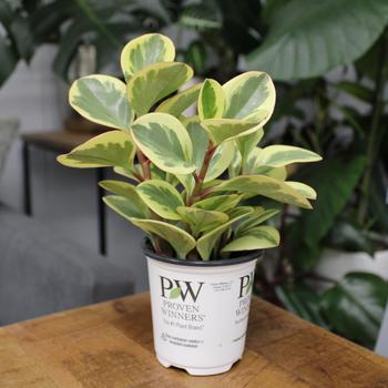 Peperomia obtusifolia 'Sweet and Sour™' 