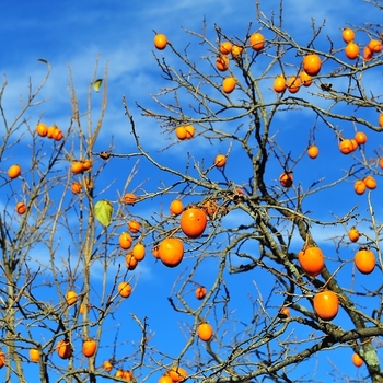 Diospyros kaki 'Tamopan' 