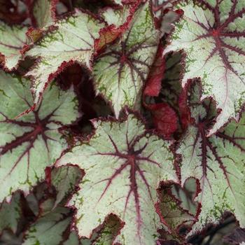 Begonia rex-cultorum 'Butterscotch' 