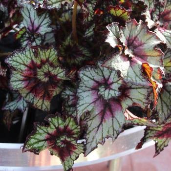 Begonia rex-cultorum Dibs™ Cherry Mint