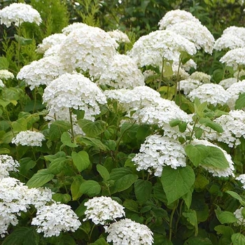 Hydrangea arborescens